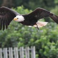 Le bal des oiseaux
