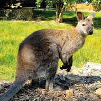 wallaby